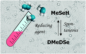 Graphical abstract: Formation of methylselenol, dimethylselenide and dimethyldiselenide in in vitro metabolism models determined by headspace GC-MS