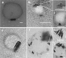 Graphical abstract: Crystallization of synthetic haemozoin (β-haematin) nucleated at the surface of lipid particles