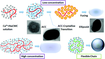 Graphical abstract: Submicronic calcite particles with controlled morphology tailored by polymer skeletons via carbonation route with compressed or supercritical CO2