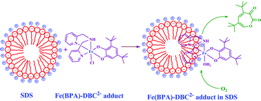 Graphical abstract: Selective extradiol cleavage of catechol achieved in organized assemblies using [Fe(BPA)Cl3] (BPA = bis(pyridylmethyl)amine)
