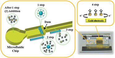 Graphical abstract: Microfluidic chip-based electrochemical immunoassay for hippuric acid