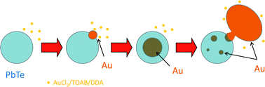 Graphical abstract: Colloidal PbTe–Au nanocrystal heterostructures