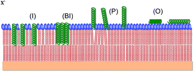 Graphical abstract: Neutron reflectometry of supported hybrid bilayers with inserted peptide