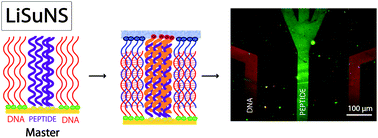 Graphical abstract: Supramolecular replication of peptide and DNA patterned arrays