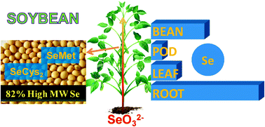 Graphical abstract: Selenium speciation profiles in selenite-enriched soybean (Glycine Max) by HPLC-ICPMS and ESI-ITMS