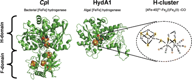 Graphical abstract: How algae produce hydrogen—news from the photosynthetic hydrogenase