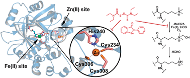 Graphical abstract: Inhibition of the histone lysine demethylase JMJD2A by ejection of structural Zn(ii)