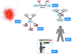 Graphical abstract: Genome-scale metabolic network analysis and drug targeting of multi-drug resistant pathogen Acinetobacter baumannii AYE