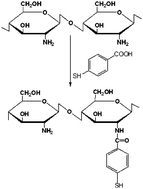 Graphical abstract: Chitosan-4-mercaptobenzoic acid: synthesis and characterization of a novel thiolated chitosan