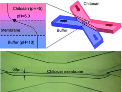 Graphical abstract: In situ generation of pH gradients in microfluidic devices for biofabrication of freestanding, semi-permeable chitosan membranes