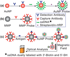 Graphical abstract: Highly sensitive protein detection using enzyme-labeled gold nanoparticle probes