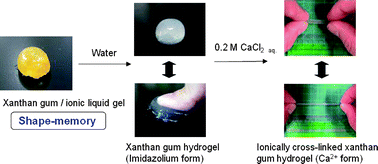 Graphical abstract: Unique gel of xanthan gum with ionic liquid and its conversion into high performance hydrogel