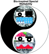 Graphical abstract: Recent developments in bio-inspired special wettability