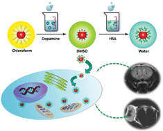 Graphical abstract: Human serum albumin coated iron oxide nanoparticles for efficient cell labeling