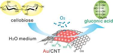 Graphical abstract: Carbon nanotube-supported gold nanoparticles as efficient catalysts for selective oxidation of cellobiose into gluconic acid in aqueous medium