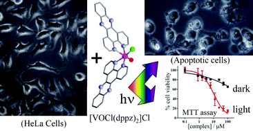 Graphical abstract: Oxovanadium(iv) complexes of phenanthroline bases: the dipyridophenazine complex as a near-IR photocytotoxic agent