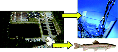 Graphical abstract: Fate and removal of estrogens in municipal wastewater