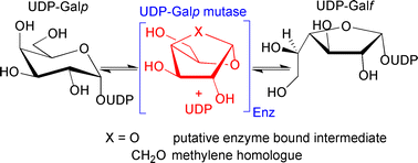 Graphical abstract: The UDP-Galp mutase catalyzed isomerization: synthesis and evaluation of 1,4-anhydro-β-d-galactopyranose and its [2.2.2] methylene homologue