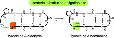 Graphical abstract: The reversible macrocyclization of Tyrocidine A aldehyde: a hemiaminal reminiscent of the tetrahedral intermediate of macrolactamization