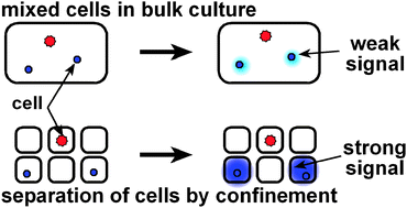 Graphical abstract: Microfluidic stochastic confinement enhances analysis of rare cells by isolating cells and creating high density environments for control of diffusible signals