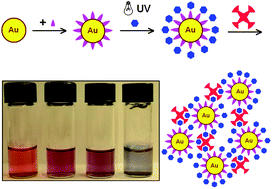 Graphical abstract: A photochemically initiated chemistry for coupling underivatized carbohydrates to gold nanoparticles