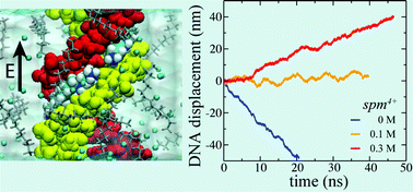 Graphical abstract: Electric and electrophoretic inversion of the DNA charge in multivalent electrolytes