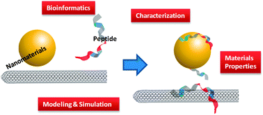 Graphical abstract: Probing peptide–nanomaterial interactions