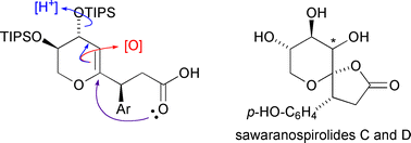 Graphical abstract: Oxidative spirocyclisation routes towards the sawaranospirolides. Synthesis of ent-sawaranospirolides C and D