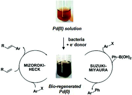 Graphical abstract: Bio-supported palladium nanoparticles as a catalyst for Suzuki–Miyaura and Mizoroki–Heck reactions