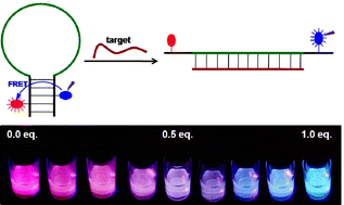 Graphical abstract: Red–white–blue emission switching molecular beacons: ratiometric multicolour DNA hybridization probes