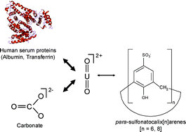 Graphical abstract: Investigation of para-sulfonatocalix[n]arenes [n = 6, 8] as potential chelates for 230U