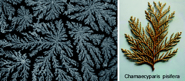 Graphical abstract: Interfacial self-assembly of cellulose-based polyelectrolyte complexes: pattern formation of fractal “trees”