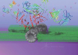 Graphical abstract: Femtomolar detection of 2,4-dichlorophenoxyacetic acid herbicides via competitive immunoassays using microfluidic based carbon nanotube liquid gated transistor