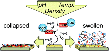 Graphical abstract: Tuneable swelling of thermo- and pH-responsive copolymer films