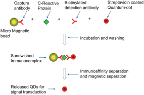 Graphical abstract: Magnetic bead based assay for C-reactive protein using quantum-dot fluorescence labeling and immunoaffinity separation