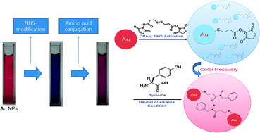 Graphical abstract: Hydrogen bonding-induced color recovery of gold nanoparticles upon conjugation of amino acids