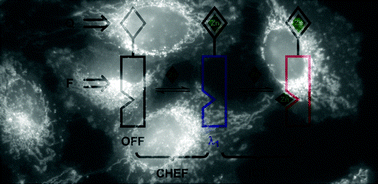 Graphical abstract: A fluorescent heteroditopic ligand responding to free zinc ion over six orders of magnitude concentration range