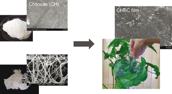 Graphical abstract: Novel transparent nanocomposite films based on chitosan and bacterial cellulose