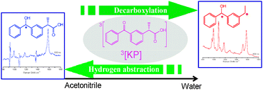 Graphical abstract: Water concentration dependent photochemistry of ketoprofen in aqueous solutions
