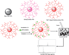 Graphical abstract: Interference free detection for small molecules: Probing the Mn2+-doped effect and cysteine capped effect on the ZnS nanoparticles for coccidiostats and peptide analysis in SALDI-TOF MS