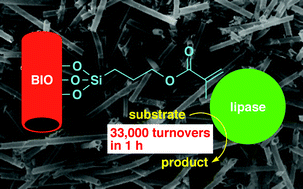 Graphical abstract: Chemical modification of biogenous iron oxide to create an excellent enzyme scaffold