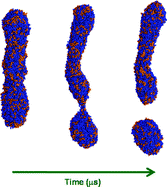 Graphical abstract: Curvature-driven molecular demixing in the budding and breakup of mixed component worm-like micelles