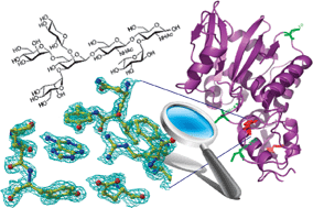 Graphical abstract: The role of the glycan moiety on the structure–function relationships of PD-L1, type 1 ribosome-inactivating protein from P. dioica leaves
