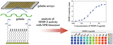 Graphical abstract: Rapid analysis of matrix metalloproteinase-3 activity by gelatin arrays using a spectral surface plasmon resonance biosensor