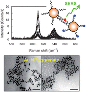 Graphical abstract: Surface-enhanced Raman spectroscopy for facile DNA detection using gold nanoparticle aggregates formed via photoligation