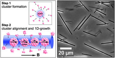 Graphical abstract: Growth mechanism of nanostructured superparamagnetic rods obtained by electrostatic co-assembly