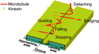 Graphical abstract: Size sorting of kinesin-driven microtubules with topographical grooves on a chip