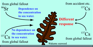Graphical abstract: Temporal variations of 90Sr and 137Cs concentrations and the 137Cs/90Sr activity ratio in marine brown algae, Undaria pinnatifida and Laminaria longissima, collected in coastal areas of Japan