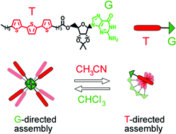 Graphical abstract: Solvent-induced switching between two supramolecular assemblies of a guanosine–terthiophene conjugate