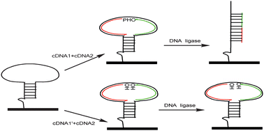 Graphical abstract: Hairpin DNA probe based surface plasmon resonance biosensor used for the activity assay of E. coli DNA ligase